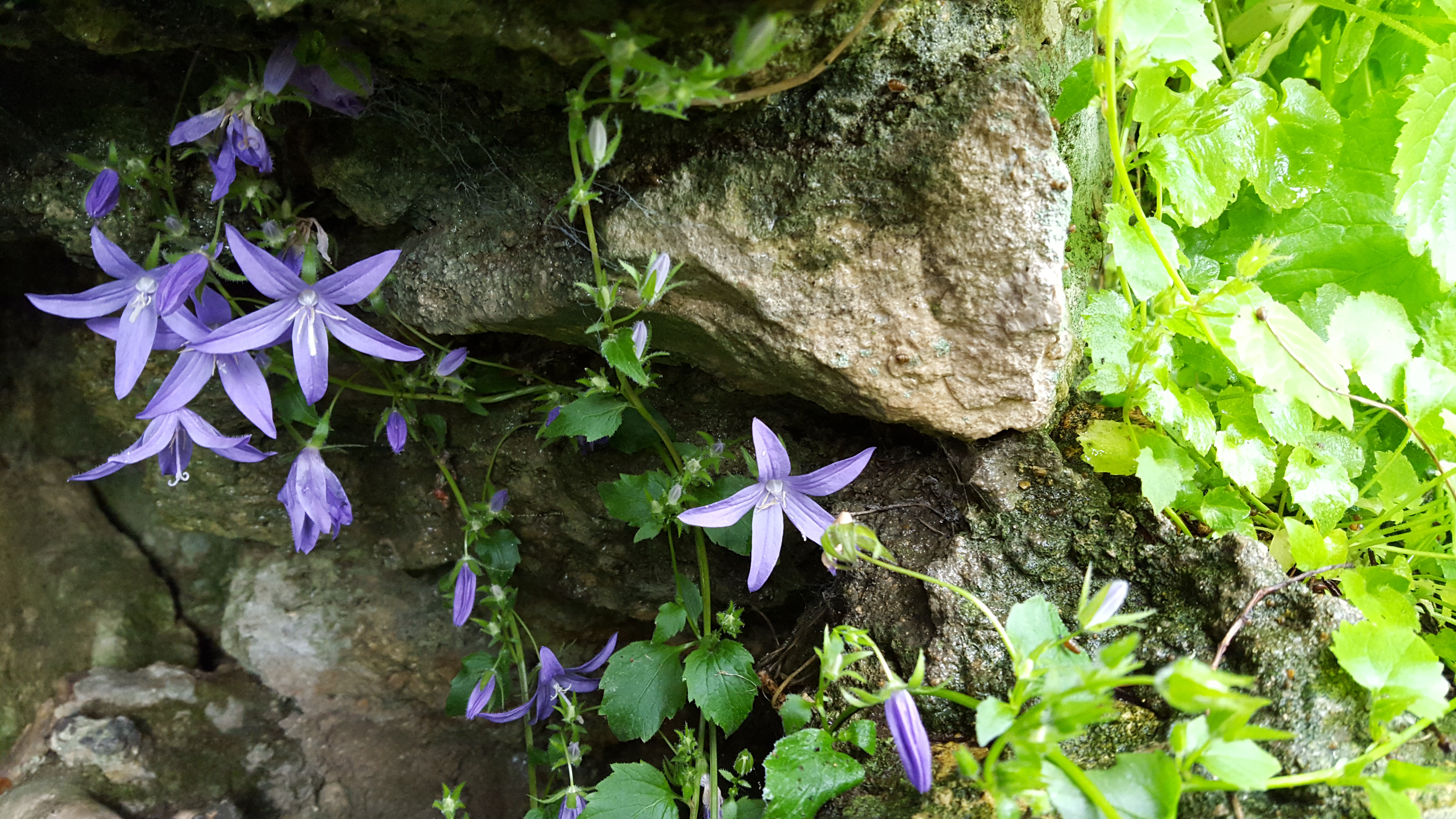 Violette dans une cavité rocheuse