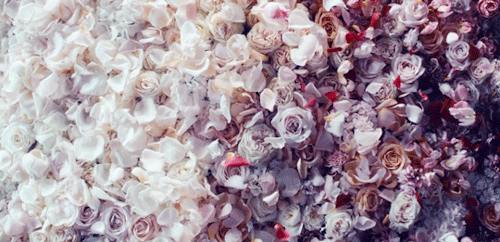 gif décoratif en début de chapitre - Tas de fleurs de toutes les couleurs, poussé par le vent
