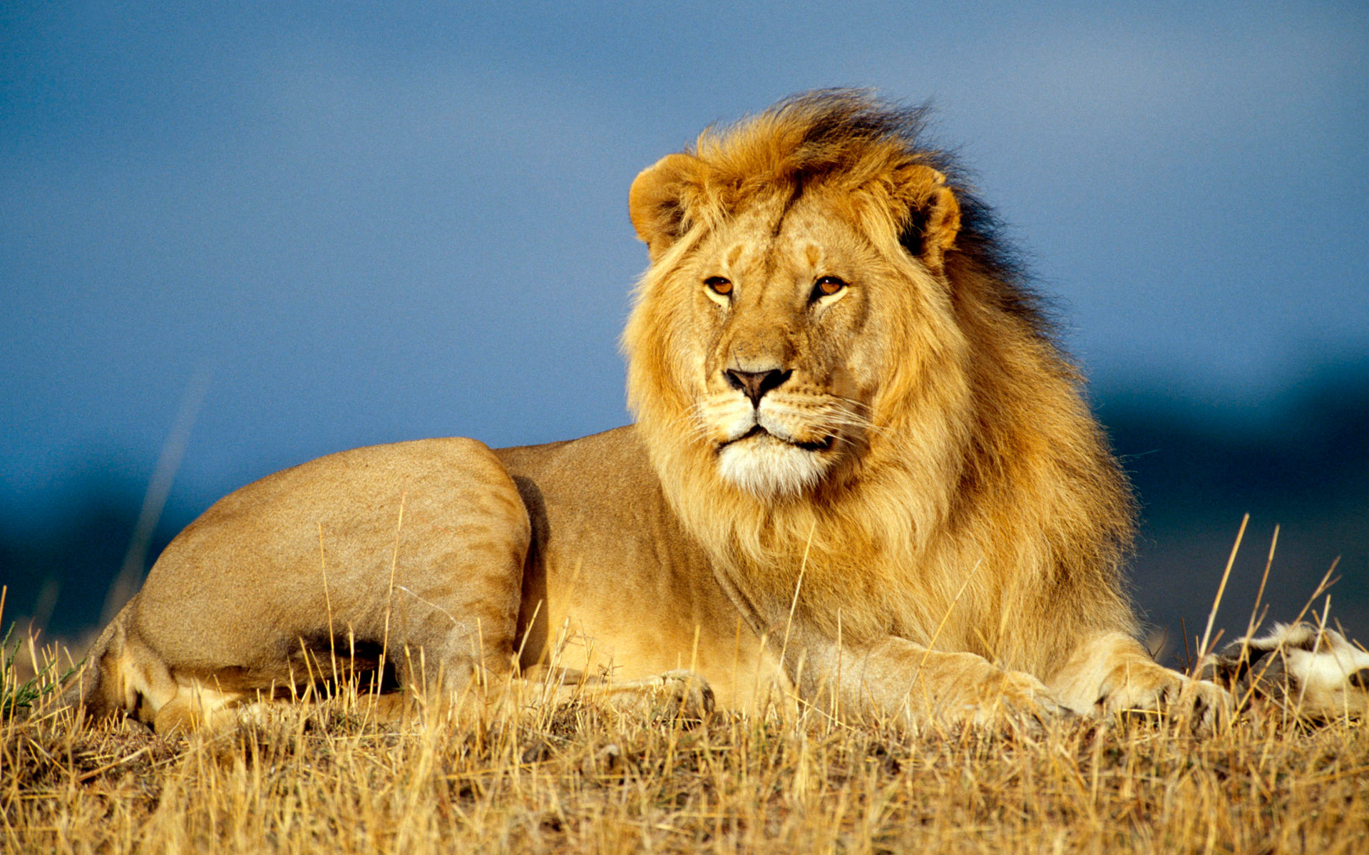 Lion allong dans la savane