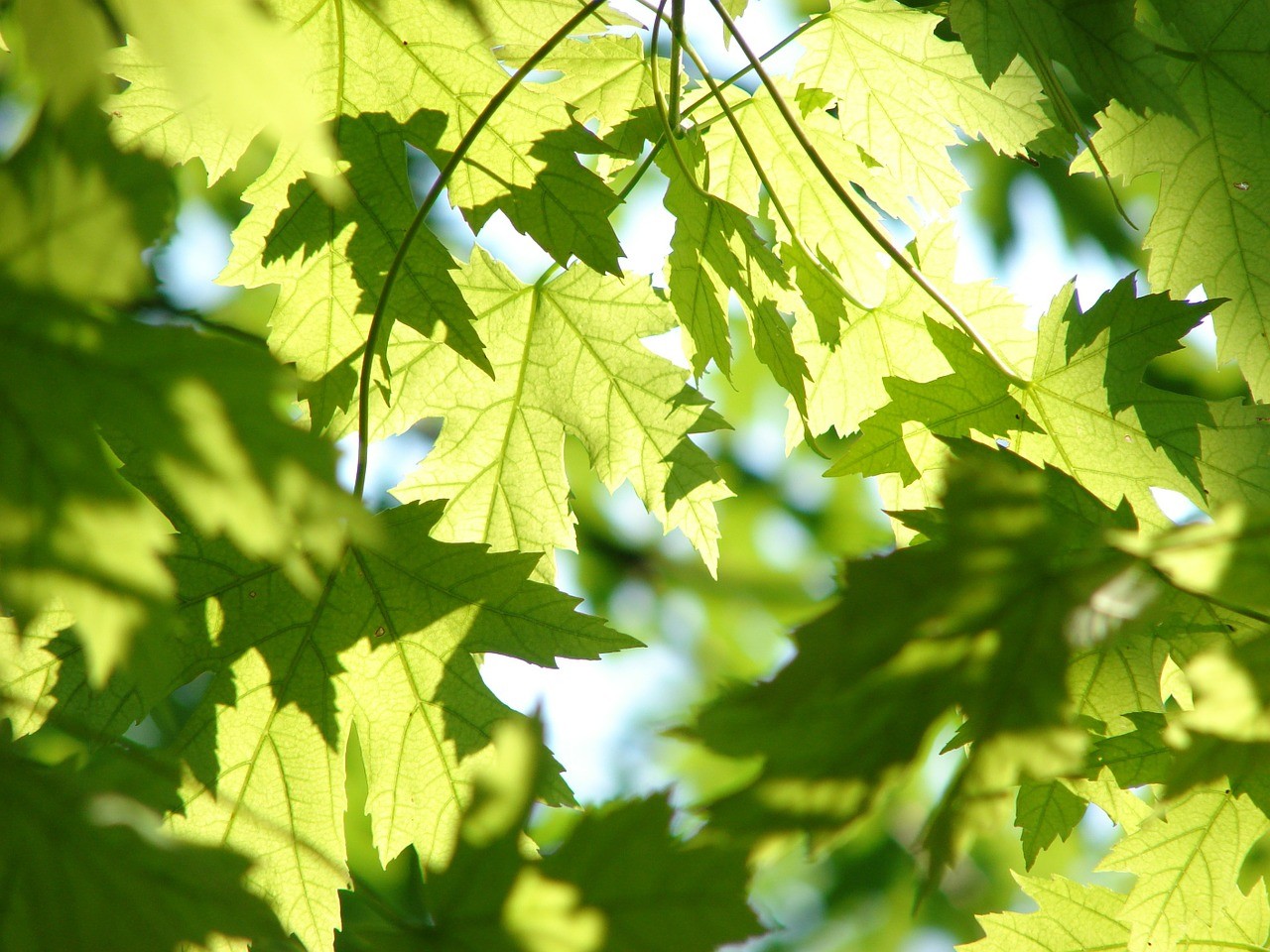 Feuilles d'arbre de couleur verte