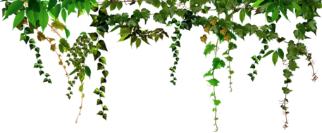 Branche de lierre de couleur verte